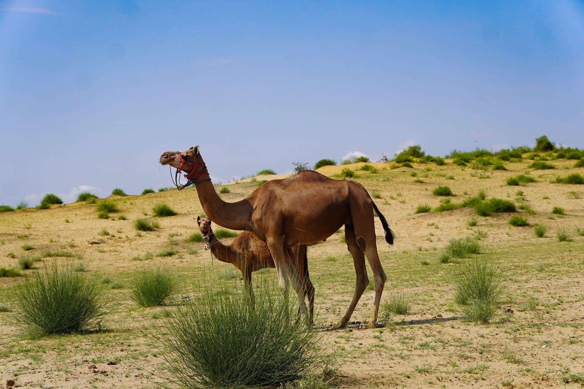 Camels in the Thar desert