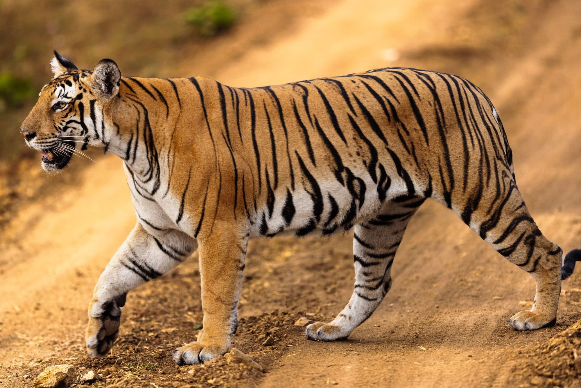 A tiger on a forest track