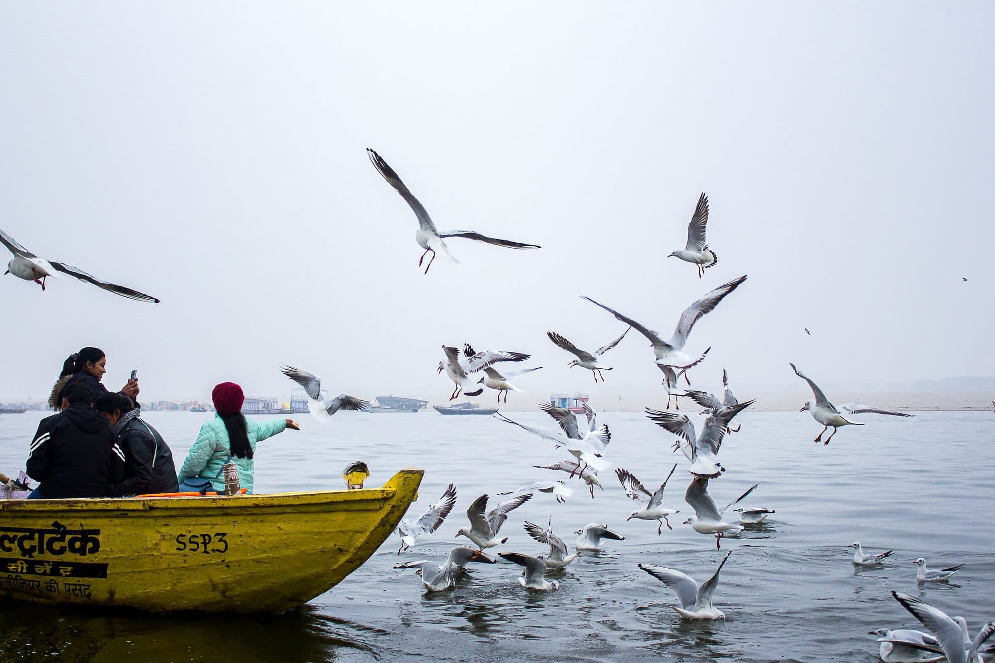 A boat on the Ganga with gulls